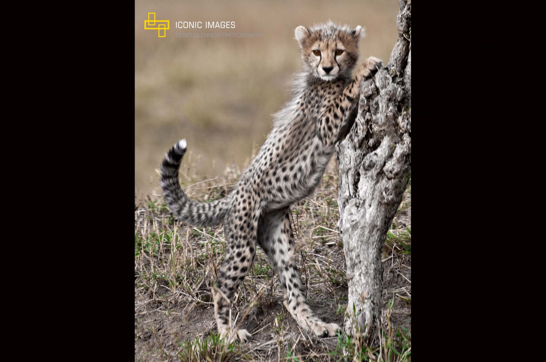 Cheetah-Cub-Uproght