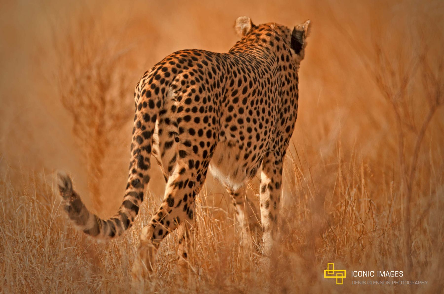 Cheetah-in-Sunset-Light