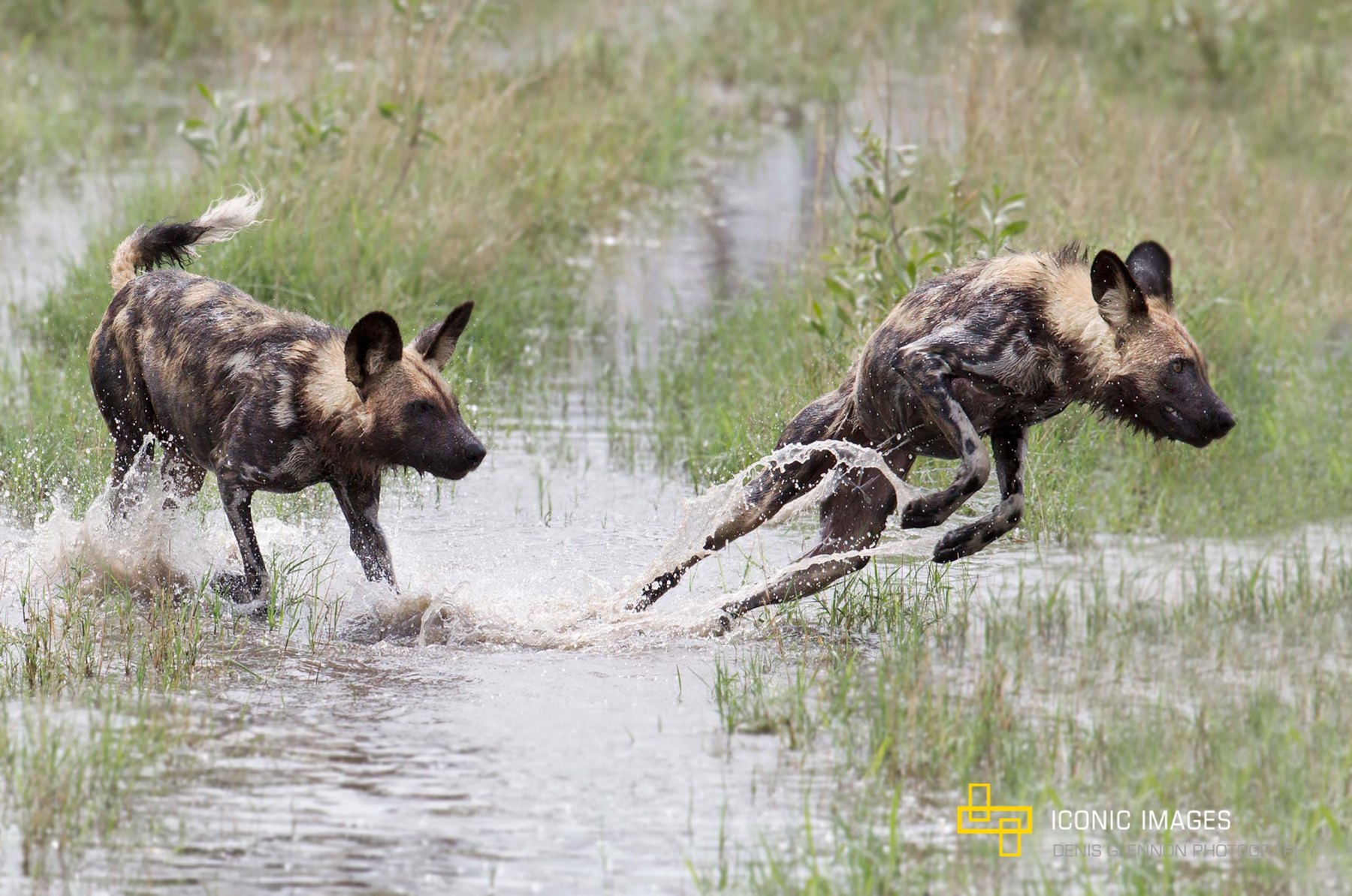 Wild-Dogs-in-Water