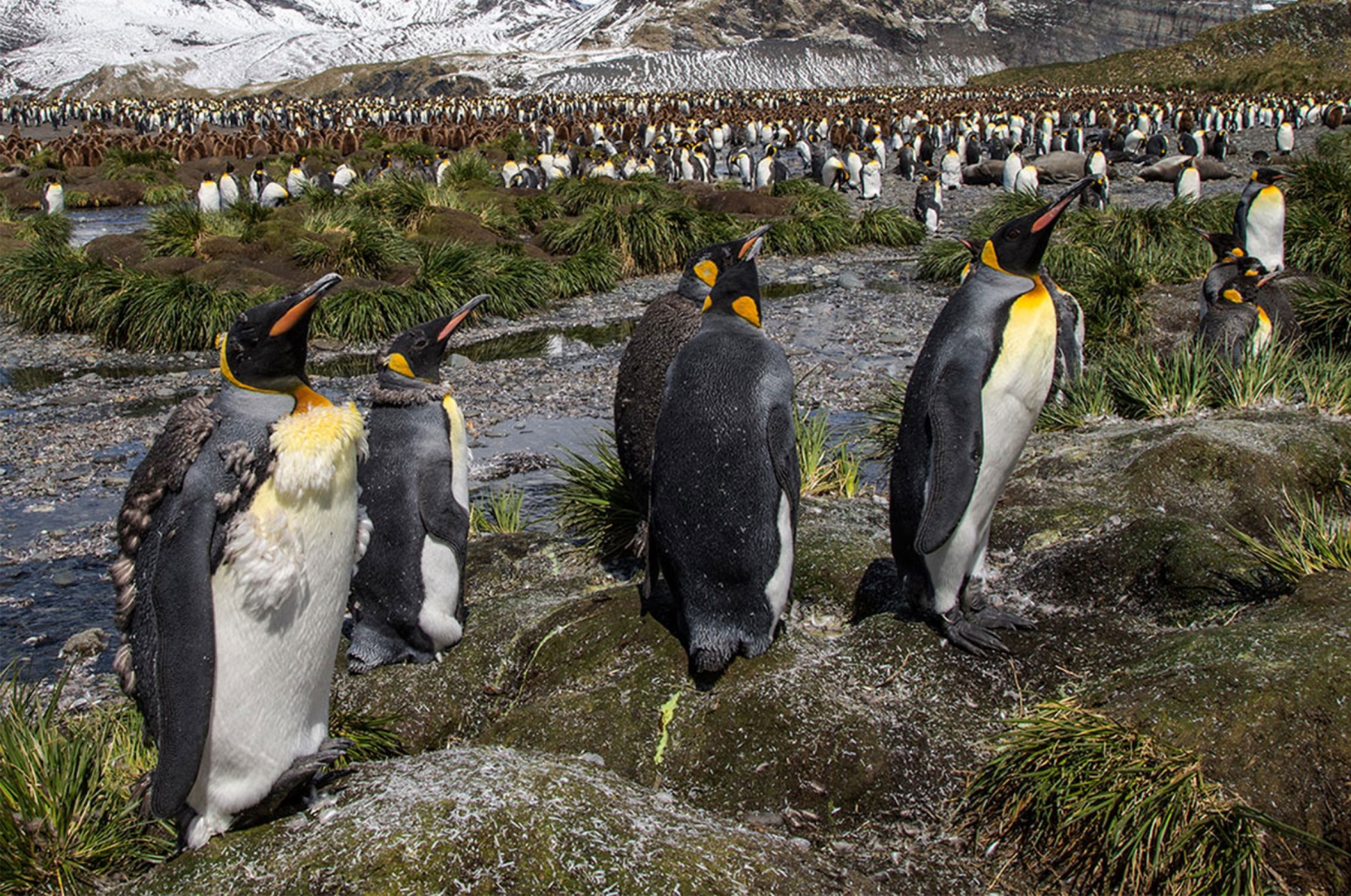 Moulting-King-Penguins-2560X1698