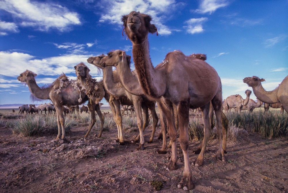 Camels of Gobi Desert