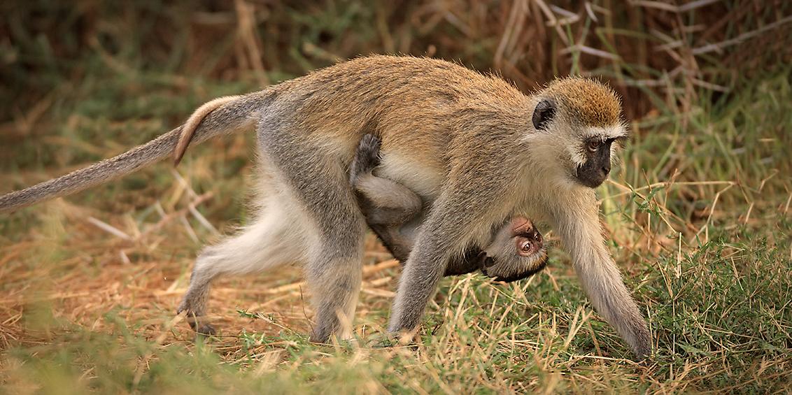 Tours 5 - Baboon & Baby