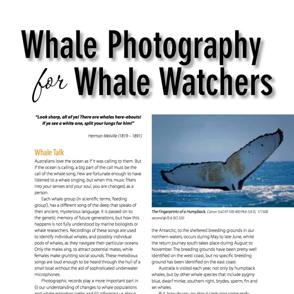 Whale Photography for Whale Watchers